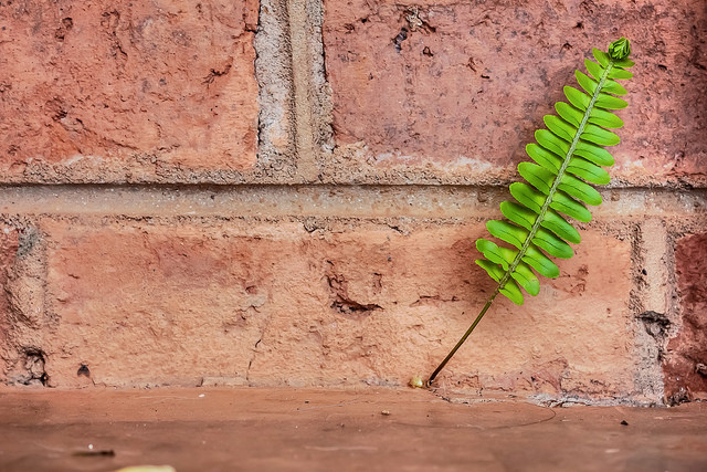 Сила воли пробьет даже несокрушимые стены