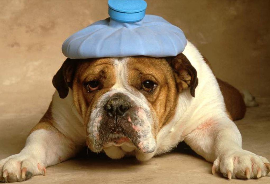 Голова - чугун