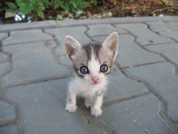 Преподаватель - молодняк