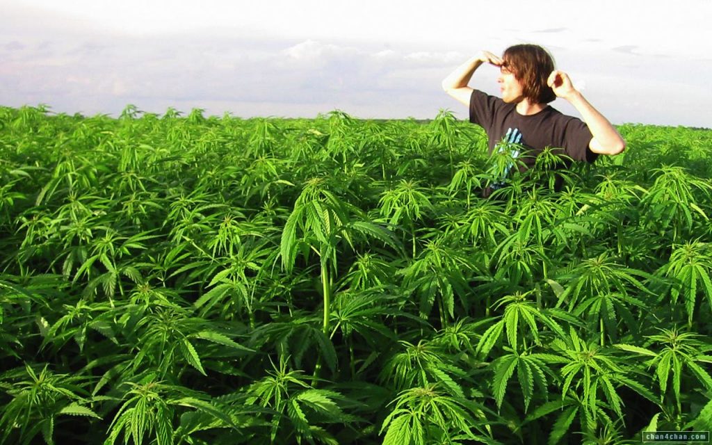 Школа конопли