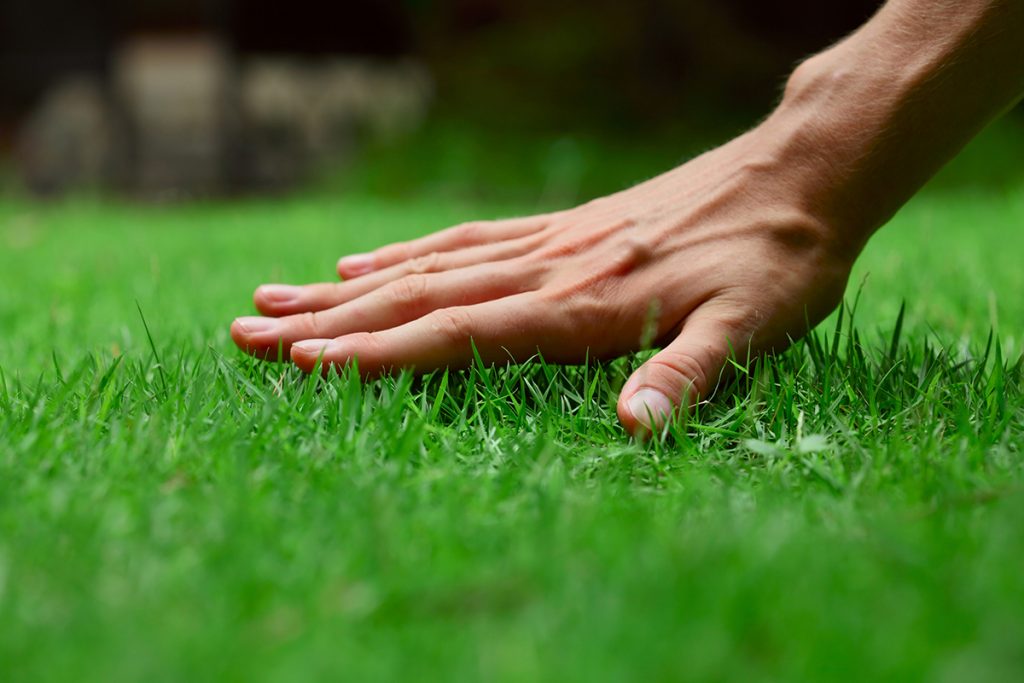 Управление газонами