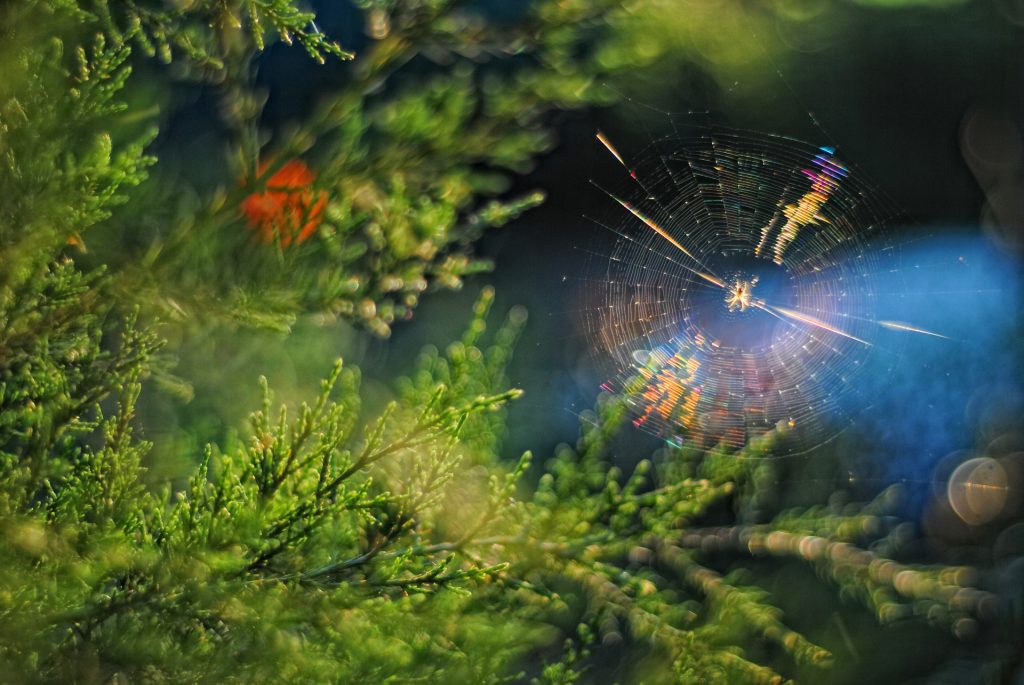 Дифракция в природе. Паутина работает, как дифракционная решетка