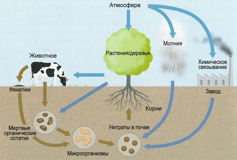 Отсюда становится ясно, что главным связующим звеном азота с биосферой являются азотофиксирующие бактерии, которые живут в почве