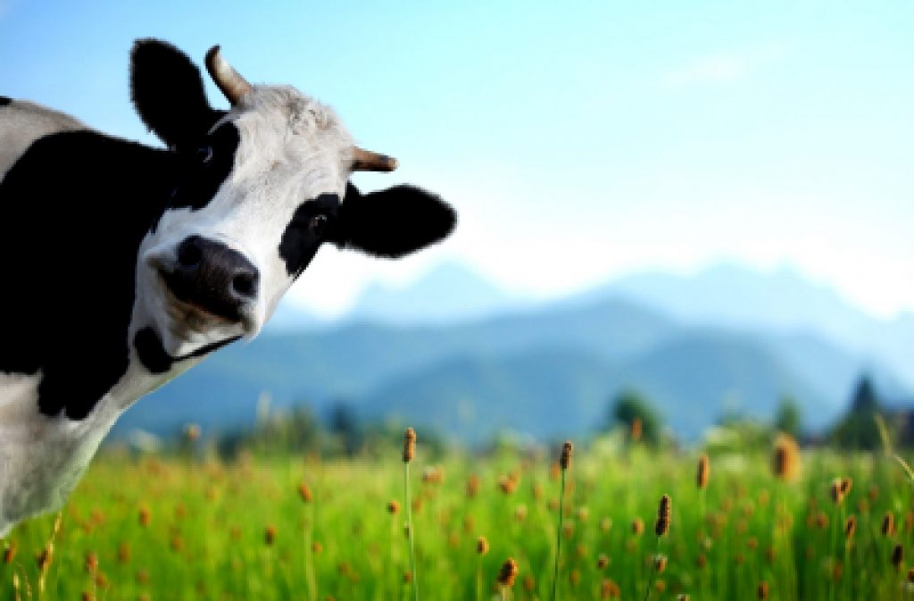 Коровы с именами дают больший надой