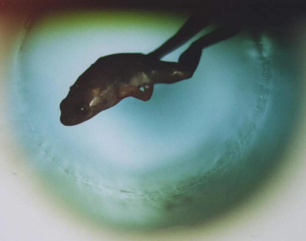 Левитирующая лягушка