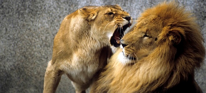 Ругаться с флегматиком не советуем: он не дает обратной связи во время неконструктивного общения и не будет подпитывать «энергетических вампиров»