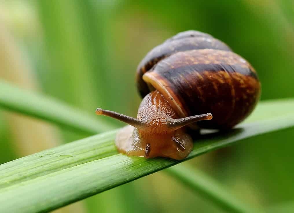 Среди флегматиков, любящих тихую, незаметную и размеренную жизнь, почти не встречаются люди публичные
