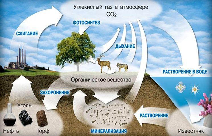 Так выглядит в природе круговорот углерода