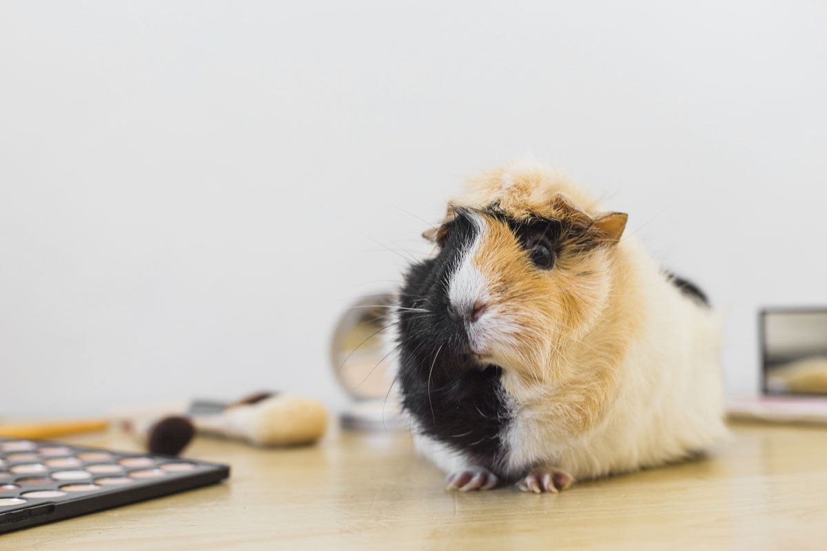 Каких животных можно держать в студенческом общежитии?