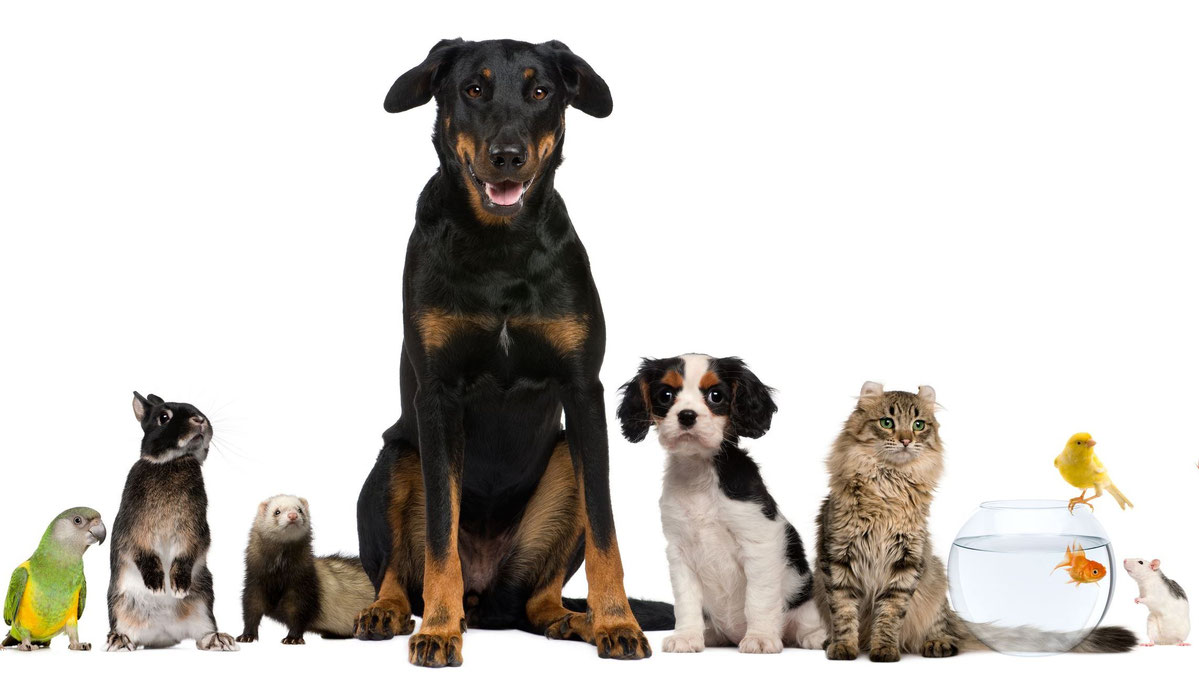 Особенности специальности ветеринара